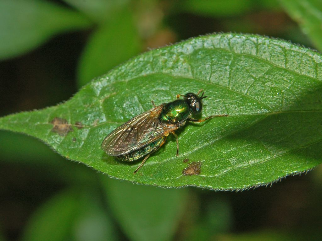 Uno Stratiomydae tutto verde (Chloromyia formosa)